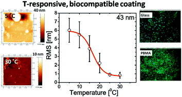 Graphical abstract: Glass transition in temperature-responsive poly(butyl methacrylate) grafted polymer brushes. Impact of thickness and temperature on wetting, morphology, and cell growth