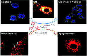 Graphical abstract: A series of two-photon absorption pyridinium sulfonate inner salts targeting endoplasmic reticulum (ER), inducing cellular stress and mitochondria-mediated apoptosis in cancer cells