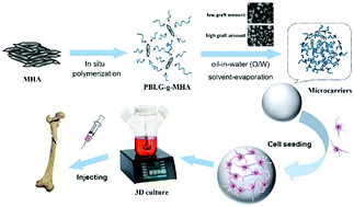 Graphical abstract: In situ polymerization of poly(γ-benzyl-l-glutamate) on mesoporous hydroxyapatite with high graft amounts for the direct fabrication of biodegradable cell microcarriers and their osteogenic induction