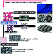 Graphical abstract: Amorphous polyphosphate, a smart bioinspired nano-/bio-material for bone and cartilage regeneration: towards a new paradigm in tissue engineering