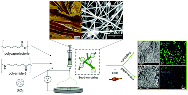 Graphical abstract: Nanobead-on-string composites for tendon tissue engineering