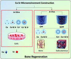 Graphical abstract: Microenvironment construction of strontium–calcium-based biomaterials for bone tissue regeneration: the equilibrium effect of calcium to strontium