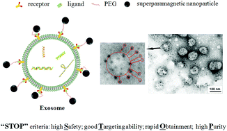 Graphical abstract: Exosomes separated based on the “STOP” criteria for tumor-targeted drug delivery