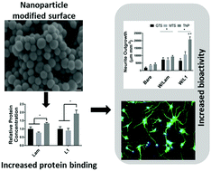 Graphical abstract: Enhancing surface immobilization of bioactive molecules via a silica nanoparticle based coating