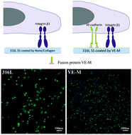 Graphical abstract: Mussel adhesive protein fused with VE-cadherin domain specifically triggers endothelial cell adhesion