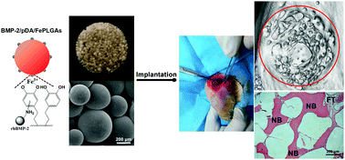 Graphical abstract: Engineered Fe(OH)3 nanoparticle-coated and rhBMP-2-releasing PLGA microsphere scaffolds for promoting bone regeneration by facilitating cell homing and osteogenic differentiation