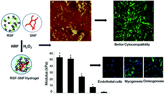 Graphical abstract: Bioactive silk hydrogels with tunable mechanical properties