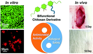 Graphical abstract: Balancing antimicrobial activity with biological safety: bifunctional chitosan derivative for the repair of wounds with Gram-positive bacterial infections