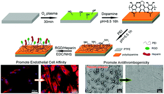 Graphical abstract: Promoting endothelial cell affinity and antithrombogenicity of polytetrafluoroethylene (PTFE) by mussel-inspired modification and RGD/heparin grafting