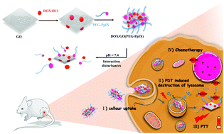 Graphical abstract: Hierarchical nanocomposites of graphene oxide and PEGylated protoporphyrin as carriers to load doxorubicin hydrochloride for trimodal synergistic therapy