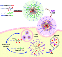 Graphical abstract: A synergistic polyphosphoester-based co-delivery system of the anticancer drug doxorubicin and the tumor suppressor gene p53 for lung cancer therapy