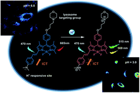 Graphical abstract: Lysosome-targeting ratiometric fluorescent pH probes based on long-wavelength BODIPY