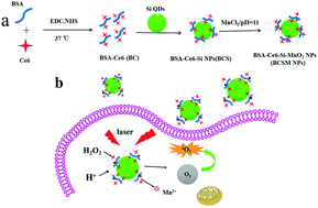Graphical abstract: An intelligent and biocompatible photosensitizer conjugated silicon quantum dots–MnO2 nanosystem for fluorescence imaging-guided efficient photodynamic therapy