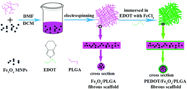 Graphical abstract: The promoting effect on pre-osteoblast growth under electrical and magnetic double stimulation based on PEDOT/Fe3O4/PLGA magnetic-conductive bi-functional scaffolds