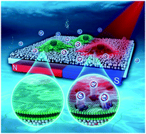 Graphical abstract: Using porous magnetic iron oxide nanomaterials as a facile photoporation nanoplatform for macromolecular delivery