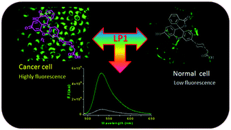Graphical abstract: A ‘turn-on’ fluorescent probe for lysosomal phosphatase: a comparative study for labeling of cancer cells