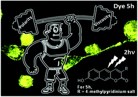 Graphical abstract: Two-photon absorbing 8-hydroxy-benzo[g]coumarins with giant Stokes shifts: an environment-insensitive dye platform for probing biomolecules