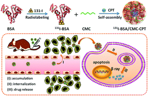 Graphical abstract: pH-Sensitive nanogels based on the electrostatic self-assembly of radionuclide 131I labeled albumin and carboxymethyl cellulose for synergistic combined chemo-radioisotope therapy of cancer