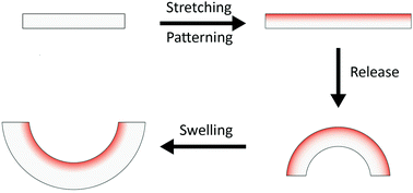 Graphical abstract: Shape morphing of anisotropy-encoded tough hydrogels enabled by asymmetrically-induced swelling and site-specific mechanical strengthening