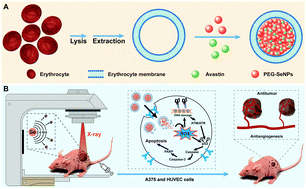Graphical abstract: A highly hemocompatible erythrocyte membrane-coated ultrasmall selenium nanosystem for simultaneous cancer radiosensitization and precise antiangiogenesis