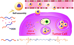 Graphical abstract: A biodegradable polyphosphoester-functionalized poly(disulfide) nanocarrier for reduction-triggered intracellular drug delivery