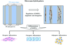 Graphical abstract: Regulation of mesenchymal stem cell functions by micro–nano hybrid patterned surfaces