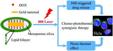 Graphical abstract: Lipid bilayer modified gold nanorod@mesoporous silica nanoparticles for controlled drug delivery triggered by near-infrared light