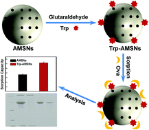 Graphical abstract: Improving the adsorption capacity for ovalbumin by functional modification of aminated mesoporous silica nanoparticles with tryptophan