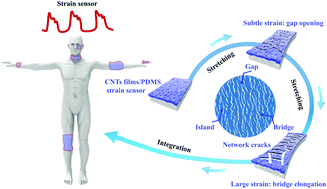 Graphical abstract: Network cracks-based wearable strain sensors for subtle and large strain detection of human motions
