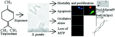 Graphical abstract: Oxidative stress and mitochondrial impairment mediated apoptotic cell death induced by terpinolene in Schizosaccharomyces pombe