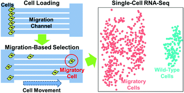 Graphical abstract: Single-cell RNA-sequencing of migratory breast cancer cells: discovering genes associated with cancer metastasis
