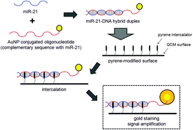 Graphical abstract: QCM sensing of miR-21 by formation of microRNA–DNA hybrid duplexes and intercalation on surface-functionalized pyrene