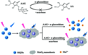 Graphical abstract: A label-free fluorescent sensor based on silicon quantum dots–MnO2 nanosheets for the detection of α-glucosidase and its inhibitor