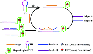 Graphical abstract: A rapid label- and enzyme-free G-quadruplex-based fluorescence strategy for highly-sensitive detection of HIV DNA