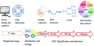 Graphical abstract: Rapid and simultaneous analysis of twelve virulence factor genes by a microfluidic-CFPA chip for identifying diarrheagenic Escherichia coli