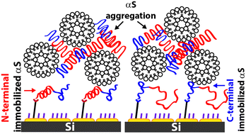 Graphical abstract: Immobilization approaches can affect protein dynamics: a surface-enhanced infrared spectroscopic study on lipid–protein interactions
