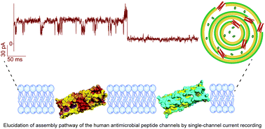 Graphical abstract: Detecting the structural assembly pathway of human antimicrobial peptide pores at single-channel level