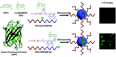 Graphical abstract: Site-dependent fluorescence enhanced polymers with a self-restricted GFP chromophore for living cell imaging