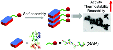 Graphical abstract: Self-assembled nano-aggregates of fluorinases demonstrate enhanced enzymatic activity, thermostability and reusability