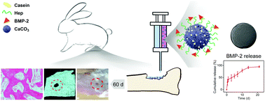 Graphical abstract: Development of CaCO3 microsphere-based composite hydrogel for dual delivery of growth factor and Ca to enhance bone regeneration