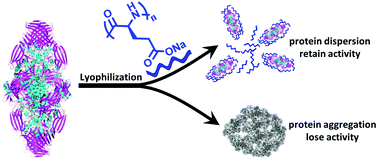 Graphical abstract: Efficient synthesis of amino acid polymers for protein stabilization