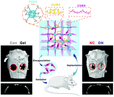 Graphical abstract: In situ bone regeneration enabled by a biodegradable hybrid double-network hydrogel