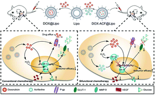 Graphical abstract: Bifunctional liposomes reduce the chemotherapy resistance of doxorubicin induced by reactive oxygen species
