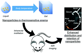 Graphical abstract: Colorectal distribution and retention of polymeric nanoparticles following incorporation into a thermosensitive enema