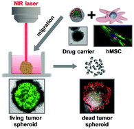 Graphical abstract: Biomimetic drug delivery platforms based on mesenchymal stem cells impregnated with light-responsive submicron sized carriers