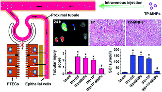 Graphical abstract: Kidney-targeted triptolide-encapsulated mesoscale nanoparticles for high-efficiency treatment of kidney injury