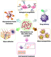Graphical abstract: Recent progress of glycopolymer synthesis for biomedical applications