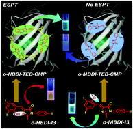 Graphical abstract: Gfp chromophore integrated conjugated microporous polymers: topological and ESPT effects on emission properties