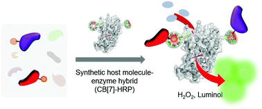 Graphical abstract: Supra-blot: an accurate and reliable assay for detecting target proteins with a synthetic host molecule–enzyme hybrid