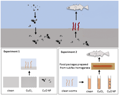 Graphical abstract: Trophic transfer of CuO NPs and dissolved Cu from sediment to worms to fish – a proof-of-concept study